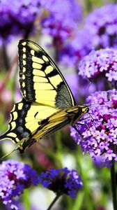 Preview wallpaper butterfly, macro, flower, blur, purple, yellow