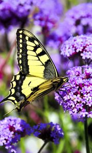 Preview wallpaper butterfly, macro, flower, blur, purple, yellow