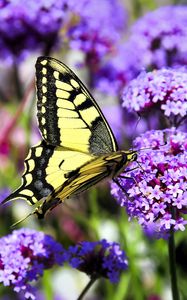 Preview wallpaper butterfly, macro, flower, blur, purple, yellow