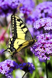 Preview wallpaper butterfly, macro, flower, blur, purple, yellow