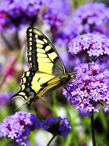 Preview wallpaper butterfly, macro, flower, blur, purple, yellow