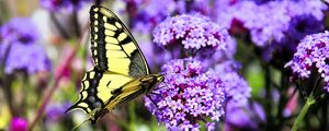 Preview wallpaper butterfly, macro, flower, blur, purple, yellow