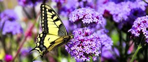 Preview wallpaper butterfly, macro, flower, blur, purple, yellow