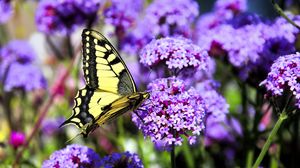 Preview wallpaper butterfly, macro, flower, blur, purple, yellow