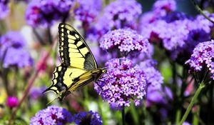 Preview wallpaper butterfly, macro, flower, blur, purple, yellow