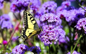 Preview wallpaper butterfly, macro, flower, blur, purple, yellow