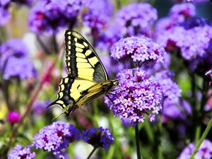 Preview wallpaper butterfly, macro, flower, blur, purple, yellow