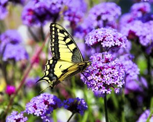 Preview wallpaper butterfly, macro, flower, blur, purple, yellow