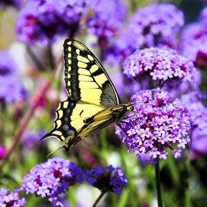 Preview wallpaper butterfly, macro, flower, blur, purple, yellow