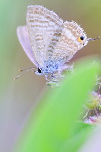 Preview wallpaper butterfly, macro, green, blur, wings, insect