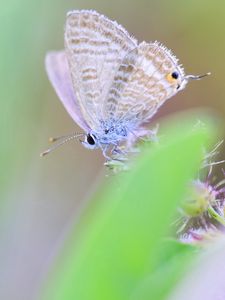 Preview wallpaper butterfly, macro, green, blur, wings, insect