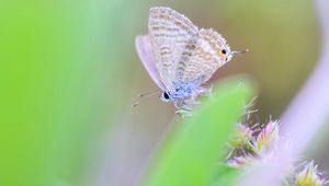 Preview wallpaper butterfly, macro, green, blur, wings, insect