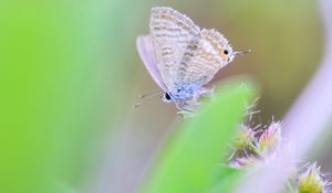 Preview wallpaper butterfly, macro, green, blur, wings, insect