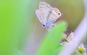 Preview wallpaper butterfly, macro, green, blur, wings, insect