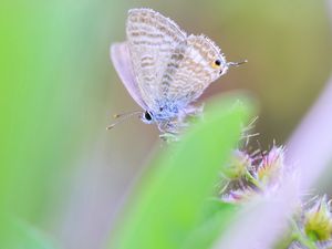 Preview wallpaper butterfly, macro, green, blur, wings, insect