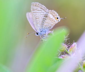 Preview wallpaper butterfly, macro, green, blur, wings, insect