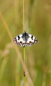 Preview wallpaper butterfly, macro, insect, spots, white, black