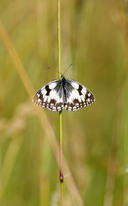 Preview wallpaper butterfly, macro, insect, spots, white, black