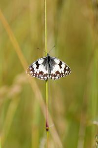 Preview wallpaper butterfly, macro, insect, spots, white, black