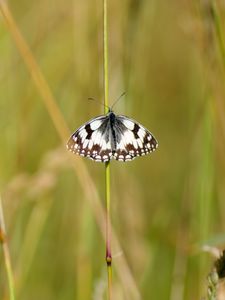 Preview wallpaper butterfly, macro, insect, spots, white, black