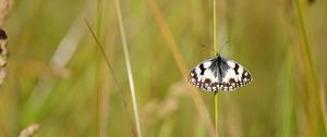 Preview wallpaper butterfly, macro, insect, spots, white, black