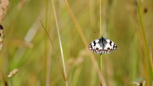 Preview wallpaper butterfly, macro, insect, spots, white, black