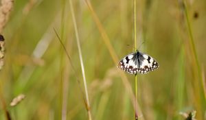 Preview wallpaper butterfly, macro, insect, spots, white, black