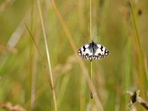 Preview wallpaper butterfly, macro, insect, spots, white, black