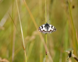 Preview wallpaper butterfly, macro, insect, spots, white, black