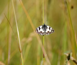 Preview wallpaper butterfly, macro, insect, spots, white, black