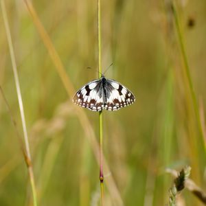 Preview wallpaper butterfly, macro, insect, spots, white, black