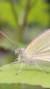 Preview wallpaper butterfly, macro, leaf