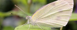 Preview wallpaper butterfly, macro, leaf