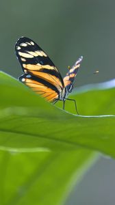 Preview wallpaper butterfly, macro, leaf, blur