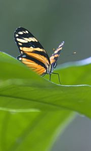 Preview wallpaper butterfly, macro, leaf, blur