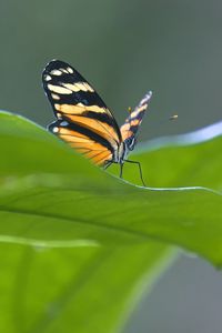 Preview wallpaper butterfly, macro, leaf, blur