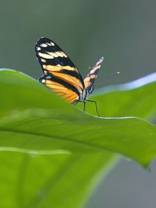 Preview wallpaper butterfly, macro, leaf, blur