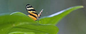 Preview wallpaper butterfly, macro, leaf, blur