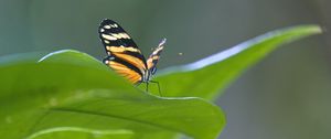 Preview wallpaper butterfly, macro, leaf, blur