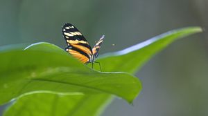 Preview wallpaper butterfly, macro, leaf, blur