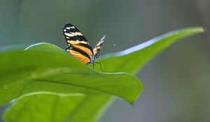 Preview wallpaper butterfly, macro, leaf, blur