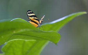 Preview wallpaper butterfly, macro, leaf, blur