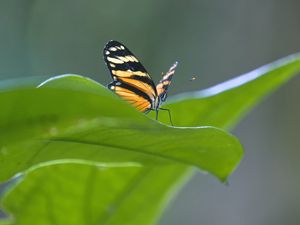 Preview wallpaper butterfly, macro, leaf, blur