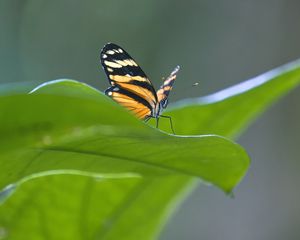 Preview wallpaper butterfly, macro, leaf, blur