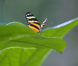 Preview wallpaper butterfly, macro, leaf, blur