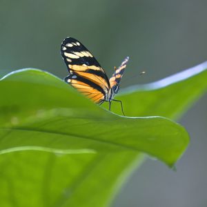 Preview wallpaper butterfly, macro, leaf, blur