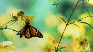 Preview wallpaper butterfly, macro, plants, flowers