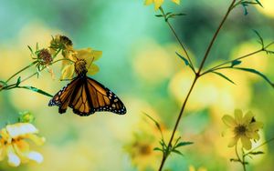 Preview wallpaper butterfly, macro, plants, flowers