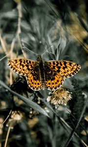 Preview wallpaper butterfly, macro, wings, patterns, grass