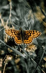 Preview wallpaper butterfly, macro, wings, patterns, grass